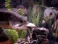Largemouth Bass Feeding on his Christmas Feast