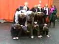 videos de human pyramid