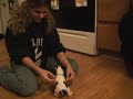 Shelby, the Boston Terrier