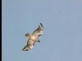 Nature scenes of nocturnal bats - David Attenborough  - BBC wildlife