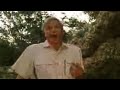 Nature scenes of nocturnal bats - David Attenborough - BBC wildlife