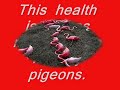 Raising Roller Pigeons is fun Raising Roller Pigeons is fun