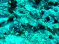 Filitheyo Diving 2009