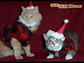 Kittehs