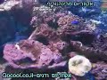 ???????? ????? - ?? ???? rare fish