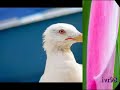 Arabic, Assyrian, Music, Chaldean,Wedding,طير السعد, عراق،بغديدا،اشور،ماجد كاكا