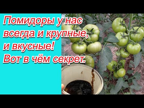Подкормка томатов, как это сделать