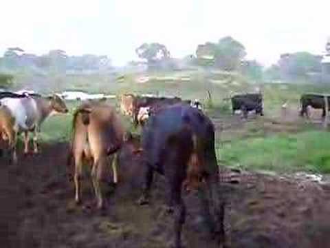 ganado leche - vacas lecheras.