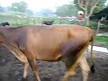 Ganado lechero finca el caney!