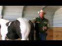 Pregnant Horse Care : Wrapping a Mare\ Pregnant Horse Care : Wrapping a Mare\