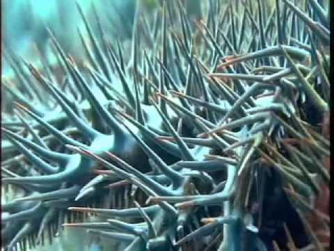 how to whiten starfish