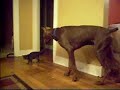 My Doberman Pincher Babies