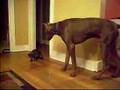 My Doberman Pincher Babies My Doberman Pincher Babies