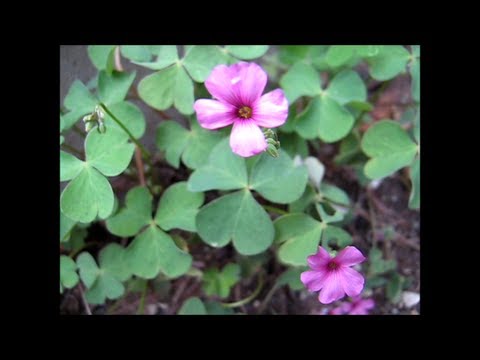 how to grow oxalis