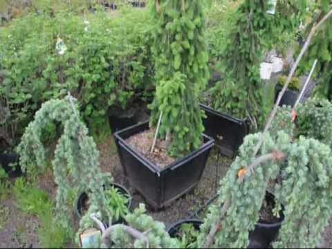 how to transplant spruce trees
