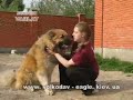 Caucasian Dog Asian Dog (Wolfhound)
