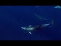 Sardine Run - KwaZulu Natal, South Africa - free flv video @ vwatch.tv