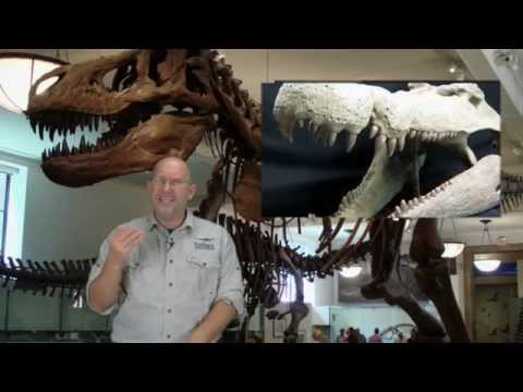 Carcharodontosaurus