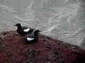 BLACK GUILLEMOT
