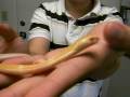 videos de Albino monocled cobra