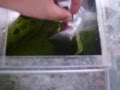 videos de my red tailed catfish tysons feeding time
