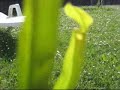 plante carnivore repas plante carnivore repas