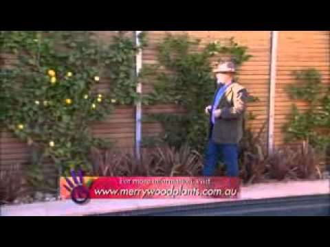 how to espalier a lemon tree