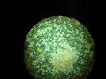 Dust Mites
