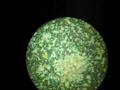 Dust Mites