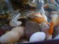 Red eared slider's Turtle Tank / aquarium
