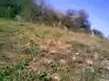 videos de la bruta nutria