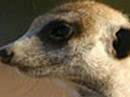 Meerkat Manor Tribute To Tosca (Livin For Somethin