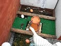 A cheap and simple henhouse, run and portable fencing system that went up in a weekend. For about 5 minutes of work a day and 25 cents worth of chicken feed and electricity, I get three eggs a day!