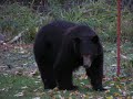 Bear Having a Backyard Picnic.mov