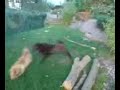 Dog Fight with music Tausi Uk VS Tipi Wan Dog Fight with music Tausi Uk VS Tipi Wan