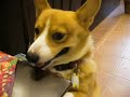 Goro@Welsh corgi 20070816 Pembroke Goro@Welsh corgi 20070816 Pembroke