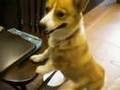 Goro@Welsh corgi 20070816 Pembroke