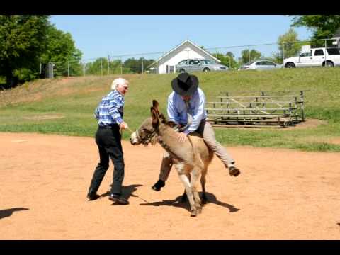 donkey riding