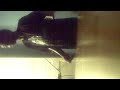 krump syrshawn