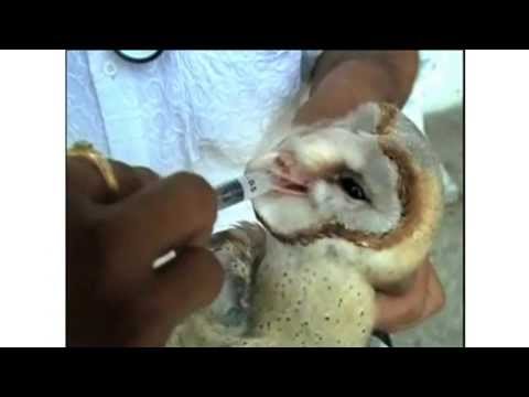 how to cure owl wings