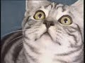 Liebe! Tiere! - Katzen