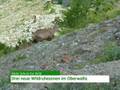 videos de Walliser Nachrichten 19.11.08