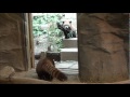 Click here to watch this video レッサーパンダのルンルンとララ Runrunn & Lala Red pandas in Tama Zoological Park.