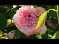 Chandlers Gardens: Wedding Venue Video Portrait