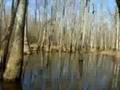 Sipsey Wilderness