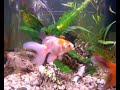 nofx pharmacist's daughter - punk fish