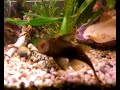 nofx pharmacist's daughter - punk fish