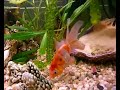 nofx pharmacist's daughter - punk fish