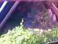 Aksi pencuri kantoi - Thief caught in action!! (2)