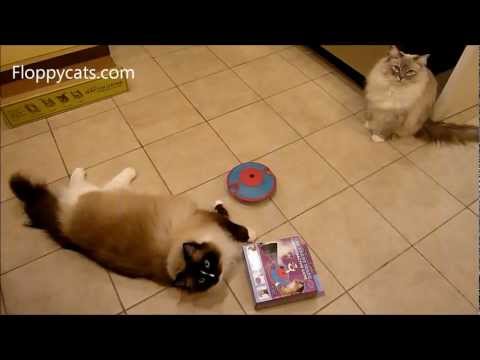 Nina Ottosson Treat Maze Interactive Game for Cats Review 0 Nina Ottosson Treat Maze Interactive Game for Cats Review